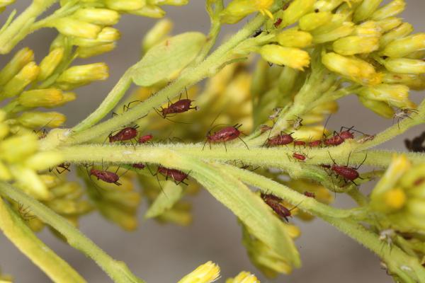 goldenrod with aphids